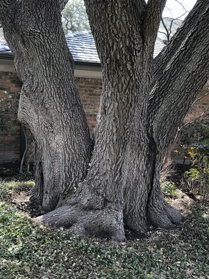 Mature heritage tree close to a Kilkenny property cared for by certified arborists